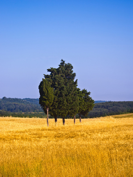 a búza mező közepén fák ciprusok - Fotó, kép