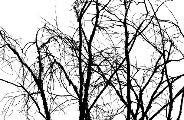 Tree Background Vector - Vector, Image