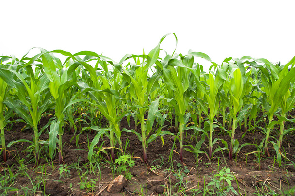 Polu kukurydzy dorastania - Zdjęcie, obraz