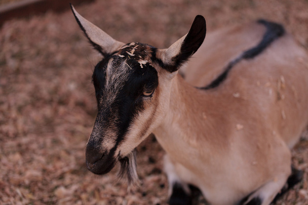 Alpine Goat, Capra aegagrus hircus - Photo, Image