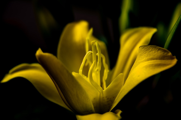 Lily in the garden - Valokuva, kuva