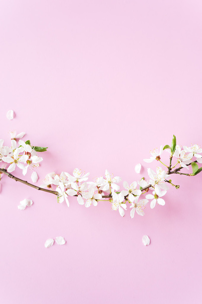 Цветы вишни
 - Фото, изображение