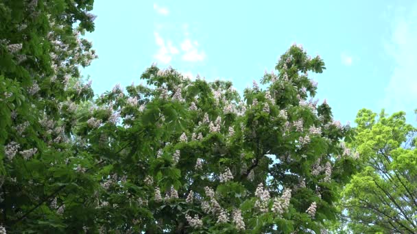 Blumen von aesculus conker Baum auf blauem Himmel Hintergrund. 4k - Filmmaterial, Video