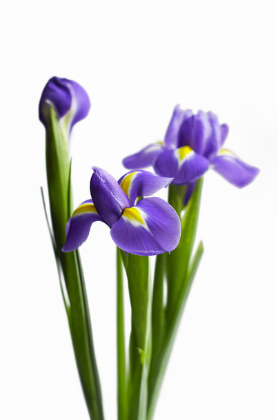 Three violet irises  - Zdjęcie, obraz