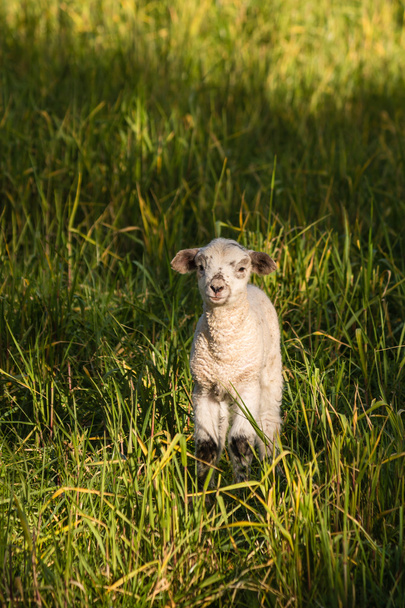 cordeiro recém-nascido em pé no prado da primavera
 - Foto, Imagem