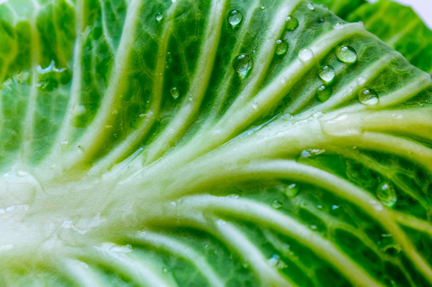 Green leaf of cabbage with drops of water in sunshine texture close up macro - Fotó, kép