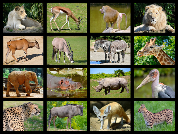 Africká zvířata mozaika - Fotografie, Obrázek