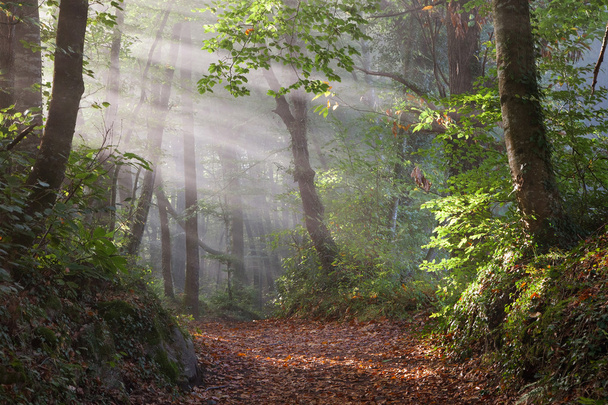 Die ersten Sonnenstrahlen im Wald - Foto, Bild