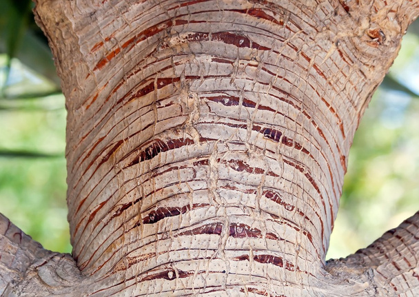 Palm draak bloed - Foto, afbeelding