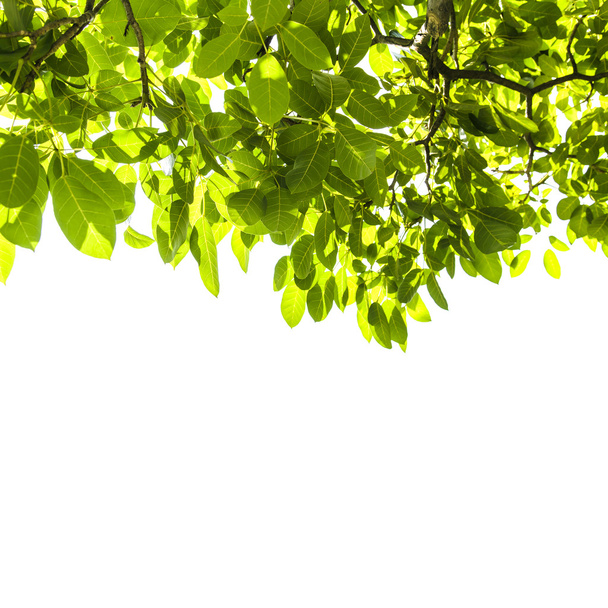 yeşil yaprak dokusu arkaplanı  - Fotoğraf, Görsel