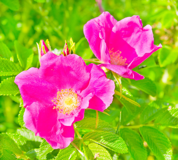 Fiori della rosa selvatica
 - Foto, immagini