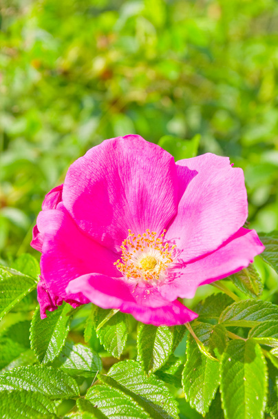 Twig with blooming pink wild roses. - Photo, Image