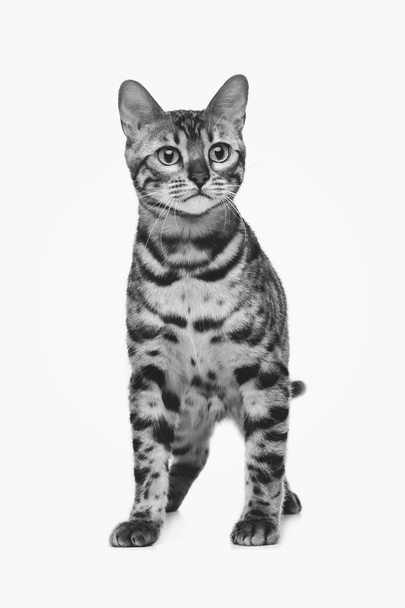 Bela bengala gato
 - Foto, Imagem