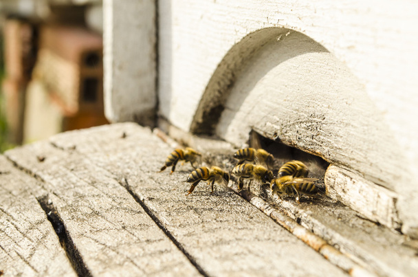 La vida de las abejas
 - Foto, imagen