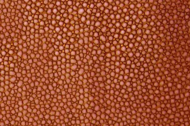 textura roja de cuero shagreen
 - Foto, imagen