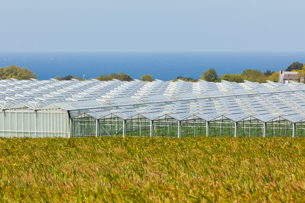 Vista de un invernadero agrícola
 - Foto, Imagen