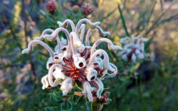 Australian Grevillea buxifolia (Harmaa Hämähäkki kukka
) - Valokuva, kuva