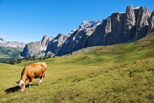 A cow of dolomites - Foto, afbeelding