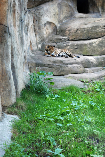 Leopard im Moskauer Zoo - Foto, Bild