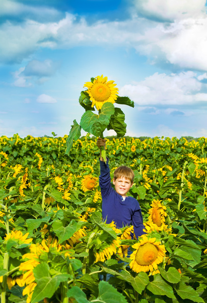 Little boy in a sunflower field - Photo, Image