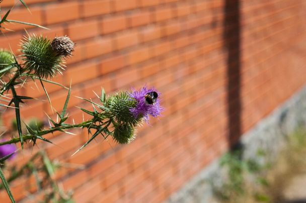 Ostnatá fialový květ - Fotografie, Obrázek