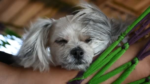 Σκύλος τόσο χαριτωμένο ύπνο - Πλάνα, βίντεο