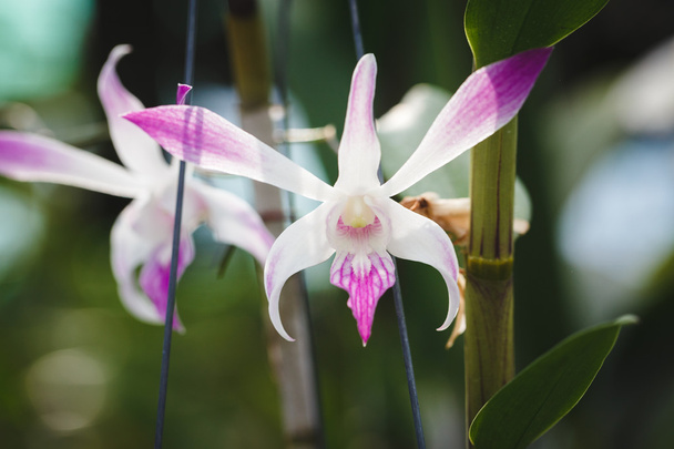 Fialové orchideje květ - Fotografie, Obrázek