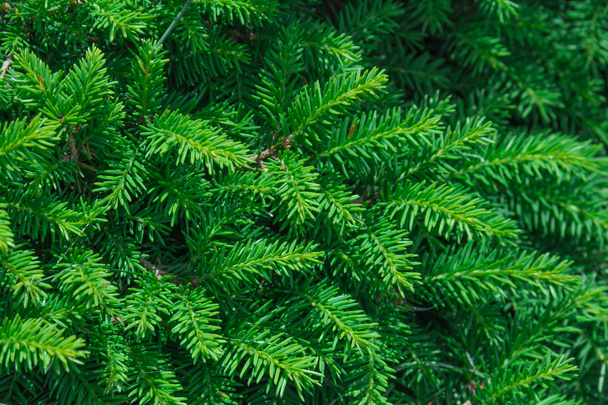 jehličnatý strom jedle - Fotografie, Obrázek