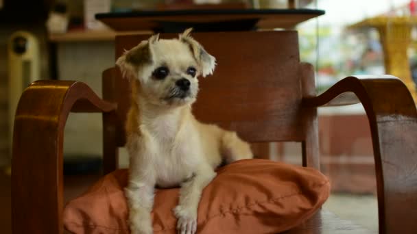 Hund so süß auf Stuhl - Filmmaterial, Video