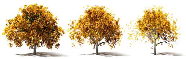 Tres representaciones de árboles de mármol de otoño
 - Foto, Imagen