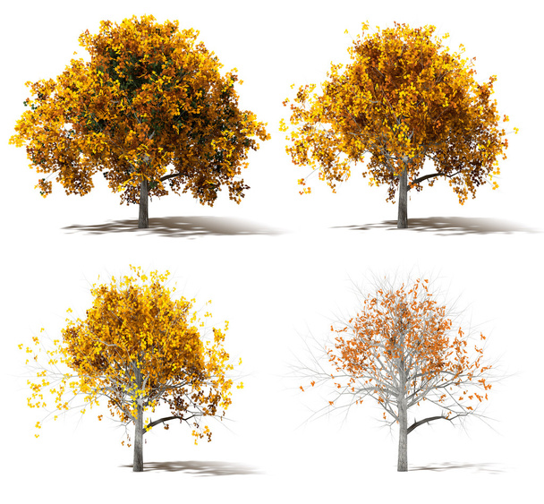 Quatre arbres marron d'automne Changement de couleur
 - Photo, image