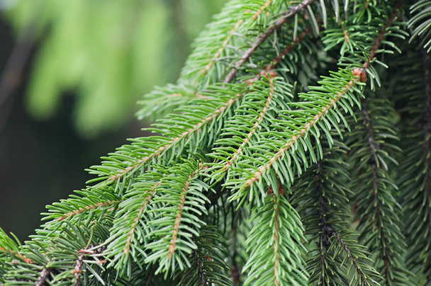 Πράσινο υποκατάστημα δέντρο, χλωρίδα, Χριστουγεννιάτικο φόντο. - Φωτογραφία, εικόνα