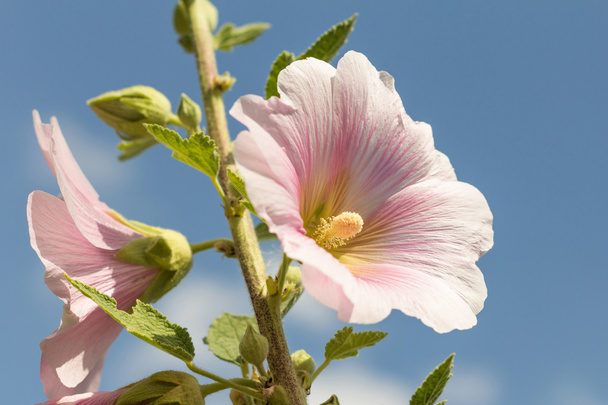  квітка гібіскуса крупним планом
 - Фото, зображення