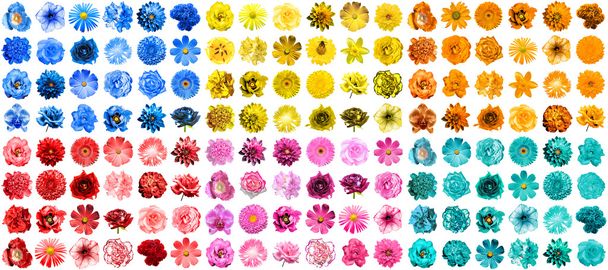 Mega pack of 144 in 1 natural and surreal blue, orange, red, pink, turquoise and yellow flowers isolated on white - Photo, Image