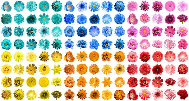 Mega pack de 120 en 1 flores naturales y surrealistas de color azul, naranja, rojo, amarillo, turquesa y rosa aisladas en blanco
 - Foto, Imagen