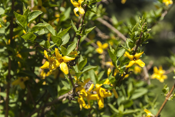 outdoor yellow flower - Φωτογραφία, εικόνα