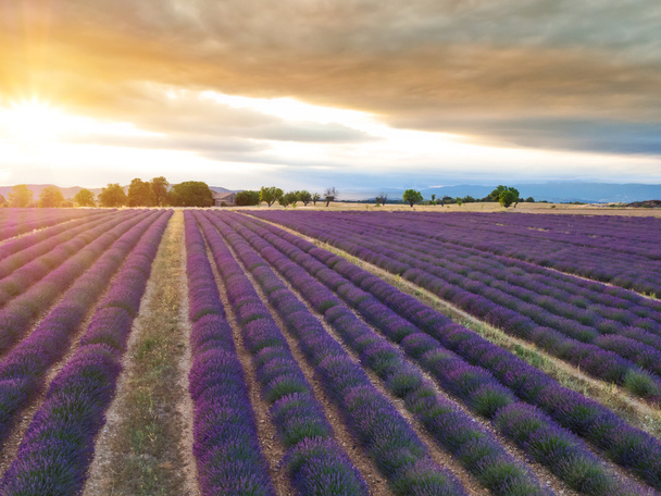 Beautiful landscape of blooming lavender field - Foto, Imagen