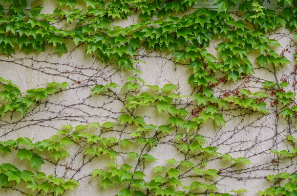 Tavasszal a borostyánnal fedett fal - Fotó, kép