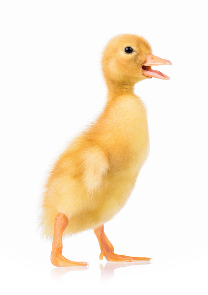Cute little duckling - Photo, Image