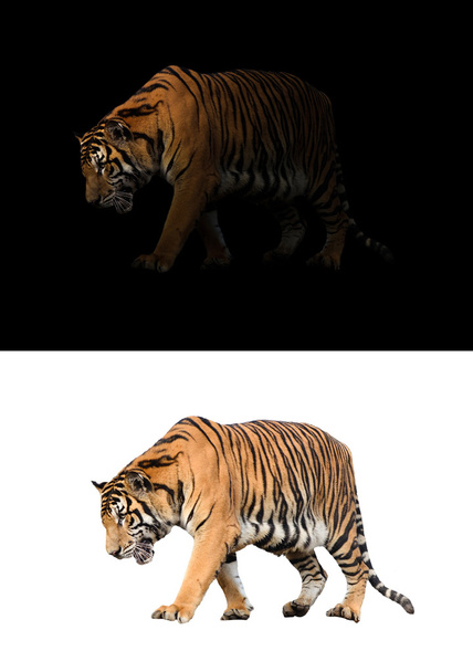 Bengálský tygr Free Stock Photos, Images, and Pictures of Bengálský tygr