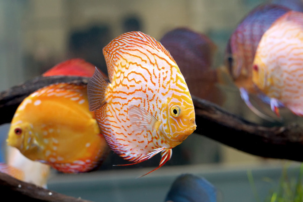 Peixes de pompadour ou de sinfisodon
 - Foto, Imagem