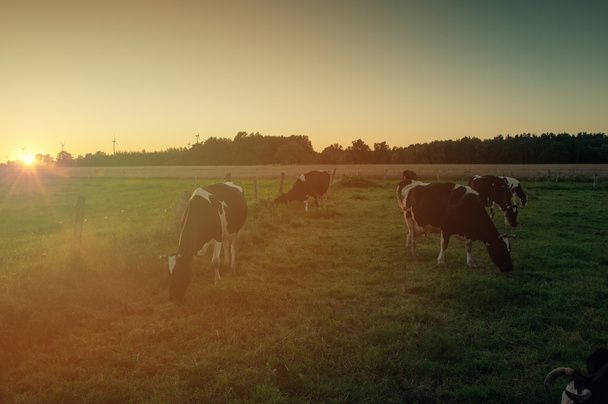 Cows on pasture at sunset - Photo, Image