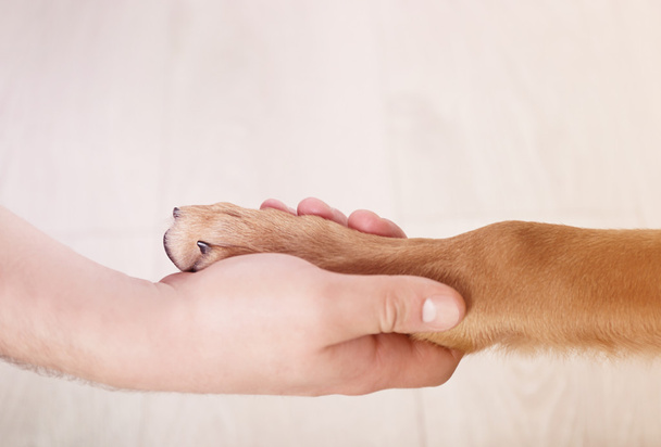 paw and human hand - 写真・画像
