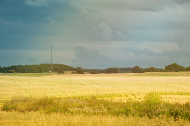 Weizenfelder mitten am Tag - Foto, Bild