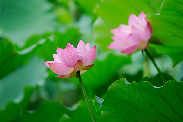 blühende Lotusblume vor dunklem Hintergrund - Foto, Bild