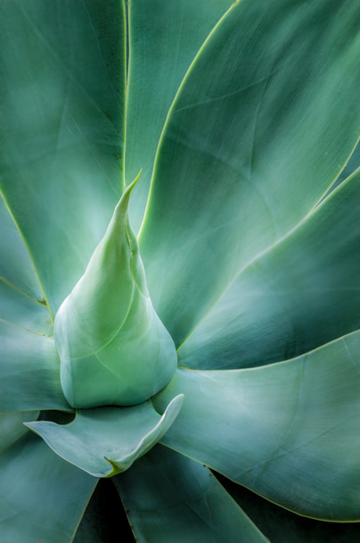 Swan's Neck Agave - Photo, Image