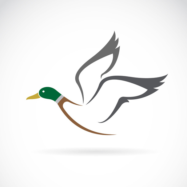 Imagem vetorial de um desenho de pato selvagem voador sobre fundo branco. - Vetor, Imagem