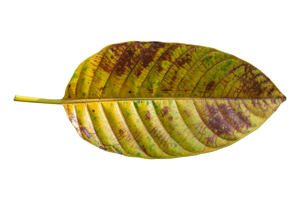 Leaf texture isolated on white,  Clipping path - Photo, Image