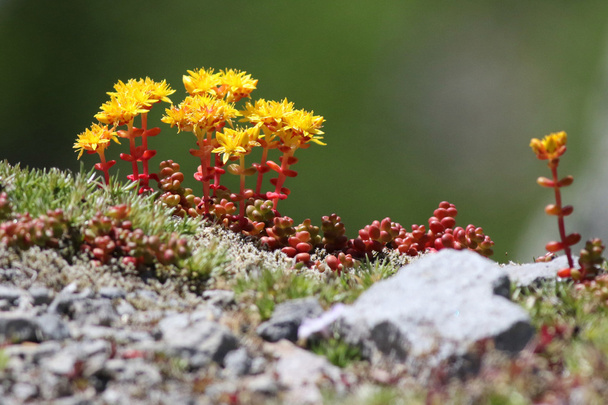 Cascade kövirózsa virágok - Fotó, kép