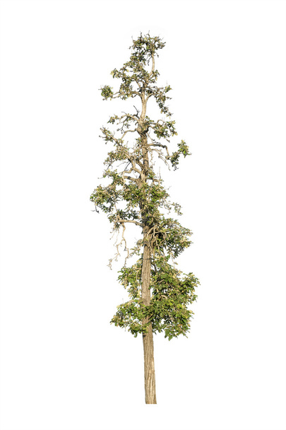 strom izolované na bílém pozadí - Fotografie, Obrázek